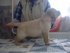 Labradorsk retriever s PP