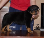 Rottweiler s PP - teniatka