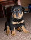 Rottweiler s PP - teniatka