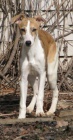 vipet-whippet