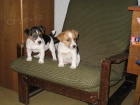 Jack russell terir