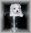 MALT�Z��EK S PP