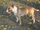 Anglick Bull Terrier, Bullterrier, Bullterier