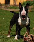 Anglick Bull Terrier, Bullterrier, Bullterier