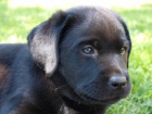 Labradorsk retriever  tata s PP