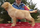 Labradorsk retriever s PP