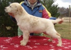 Labradorsk retriever s PP