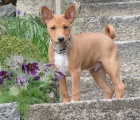 Prodej ttek BASENJI s PP