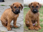 Rhodsk ridgeback s PP - posledn 2 pejsci!