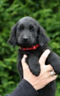 FLAT COATED RETRIEVER ern fenky