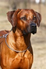 Rhodsk ridgeback s PP - voln krsn fenka!