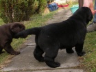 Labrador Retriever tn pejska s PP