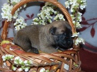 Belgick ovk malinois s PP