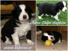 ttka border collie s PP