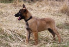 Belgick ovk - malinois