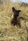 Belgick ovk - malinois