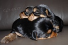 Yorkshire Terrier, jork��r-�t���tka s PP