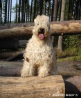 ttko Irish soft coated wheaten terrier 