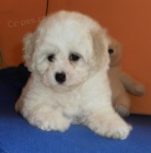 Bichon Fris - Bionek