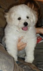 Bichon Fris - Bionek