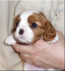 Kavalr King Charles Spaniel s PP