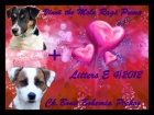 Jack Russell terier s PP - kvalitn hladk vrh!