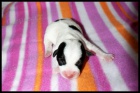 Jack Russell terier s PP - kvalitn hladk vrh!