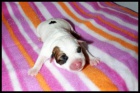 Jack Russell terier s PP - kvalitn hladk vrh!