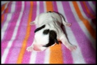 Jack Russell terier s PP - kvalitn hladk vrh!