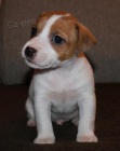 Jack Russell Terrier s PP