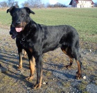 Beauceron - Francouzsk ovk