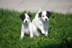 Parson Jack Russell terir