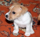 Jack russel terrier s PP