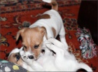 Jack russel terrier s PP