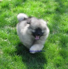 vl pic-keeshond