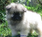 vl pic-keeshond