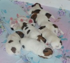 Prodm tata Jack russel terriera