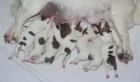 Prodm tata Jack russel terriera