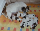 Prodm tata Jack russel terriera