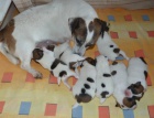Prodm tata Jack russel terriera