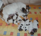 Prodm tata Jack russel terriera