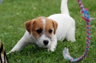 Jack Russell terir