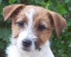 Jack Russell terier s PP