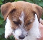 Jack Russell terier s PP