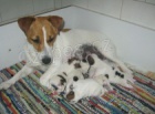 Jack Russell Terier s PP