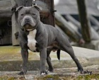 Stafordrsk bulterir Staffordshire Bull Terrier blue modre