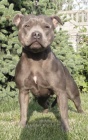 Stafordrsk bulterir Staffordshire Bull Terrier blue modre