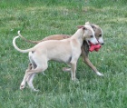 vipet , whippet, mal anglick chrt