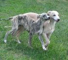 vipet , whippet, mal anglick chrt