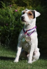 Parson russell terrier s PP - krytie